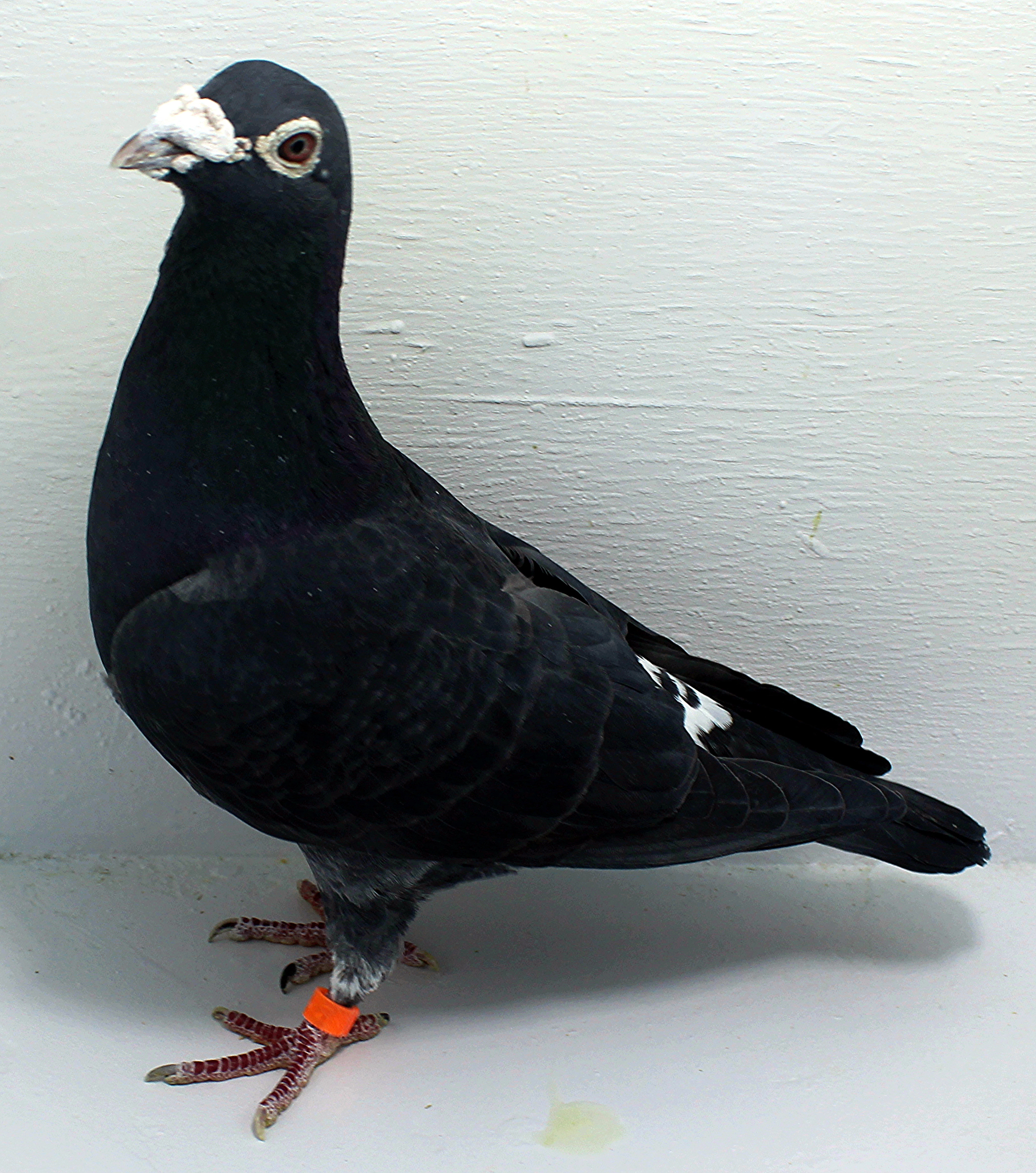 Bastin | ClayHaven Farms | Racing Pigeons | Pure Paul Sions